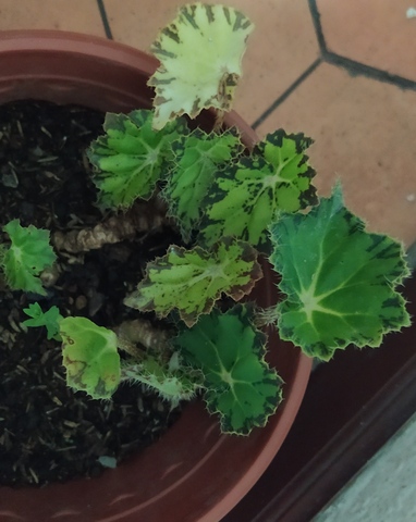 Mi Begonia
