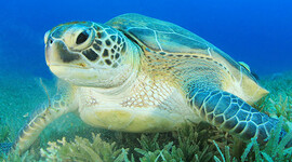Timeline: Green Sea Turtle