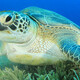 Reptile green sea turtle 600x300 2