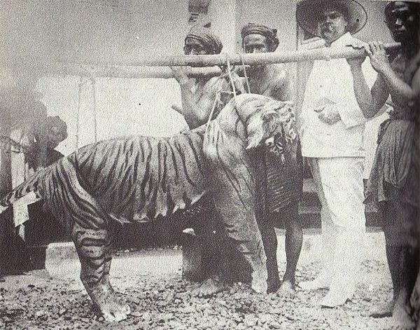 Balinese Tiger Extinction