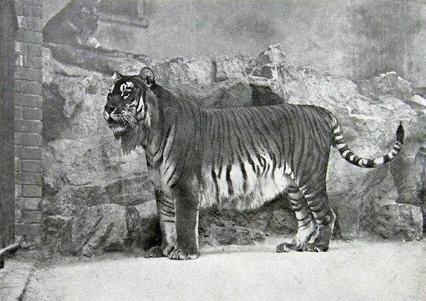 Caspian Tiger Extinct
