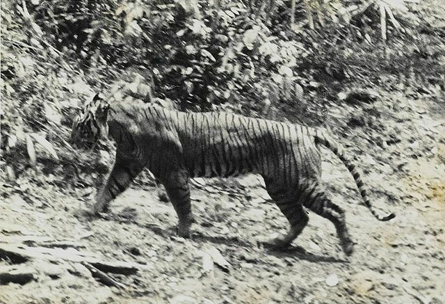 Javan Tiger Extinct