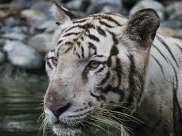 1,706 Tigers in the Wild