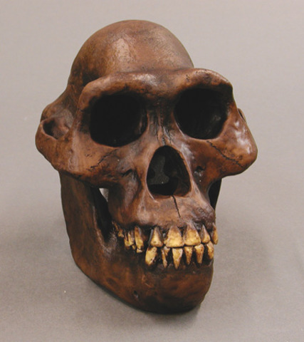 Australopithecines 4 million to 1 million B.C.