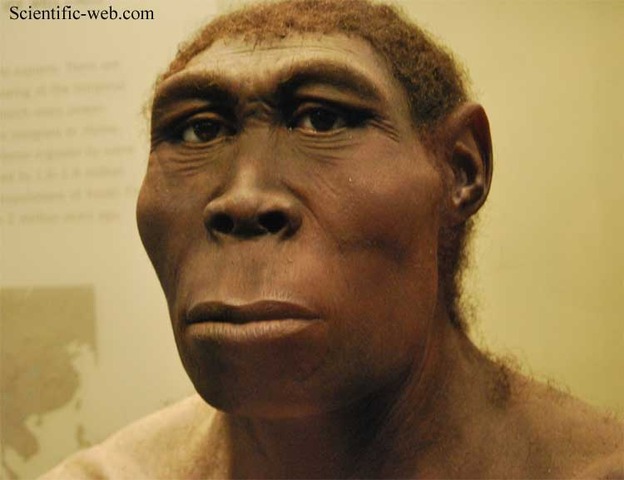 Homo Erectus 1.6 million to 30000 B.C.