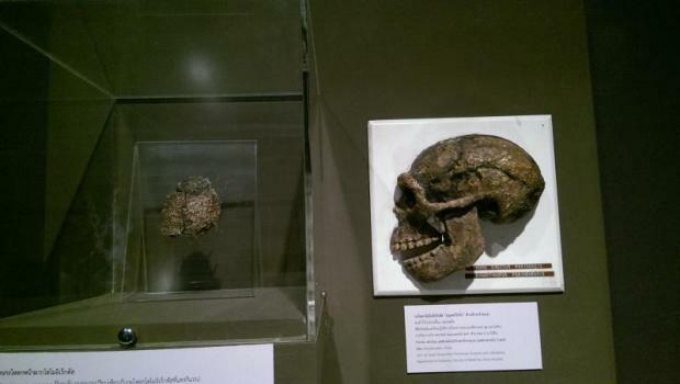Fossils of HOMO ERECTUS