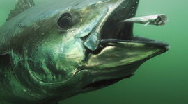 Timeline: Atlantic Bluefin Tuna Population Timeline