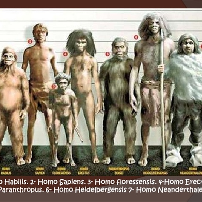 Timeline: La evolución humana