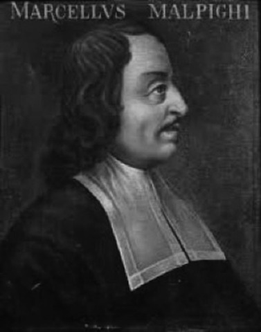 Se publica Concerning the External Tactile Organs, en los que la función, forma y estructura de las crestas de fricción en piel fueron abordadas