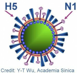 Asia/H5N1