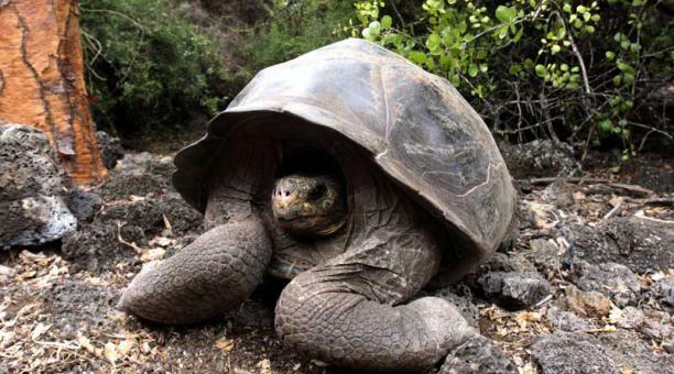 Especies que asombraron a Darwin