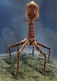 ბაქტერიოფაგული, ბიოიარაღი