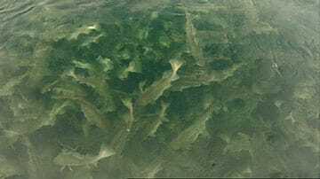 Cod Fishing Grew Smaller on the Grand Banks