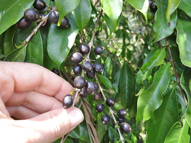 Découverte de caféiers sauvages sur l'île.