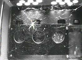 esmeralda and gladys the space spiders