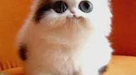 Timeline: Anna's 2011 School Year