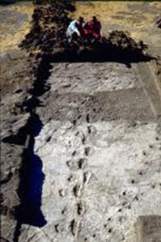 Early footprints found, 1970's