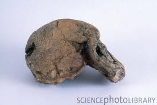 Homo habilis fossil found, 1960