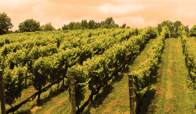 Comienza el cultivo de vitis vinifera sativa en Europa y Asia