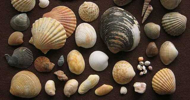 Primer descubrimiento