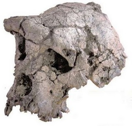 6-million-year-old hominid skull found, 2002