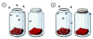 Teoria de Biogènesi