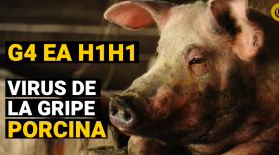 Gripe Porcina