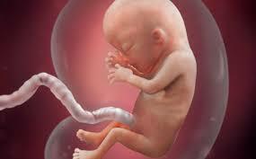 24 semanas(5 meses)- 9meses