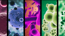 Timeline: Historia de la Microbiología