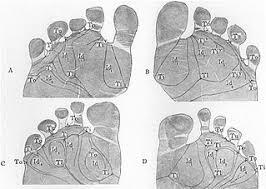 Inez Whipple publicó el documento “The Ventral Surface of the Mammalian Chiridium"