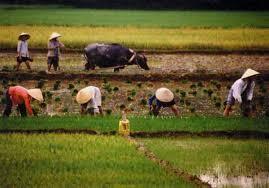 1780 aumento la poblacion agricola