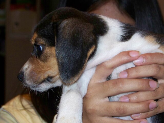 Me regalaron a mi primer perrito