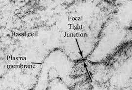 El Dr. Michio Okajima de Japón publicó el documento “Dermal and Epidermal Structures of the Volar Skin”