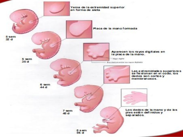 Brigitte Lacroix, Marie-Josephe Wolff-Quenot, y Katy Haffen de Estrasburgo, Francia, publicaron “Early Human Hand Morphology: An Estimation of Fetal Age”