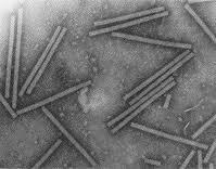 Tobacco mosaic virus