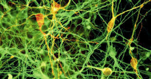 se descubrió la reprogramación celular