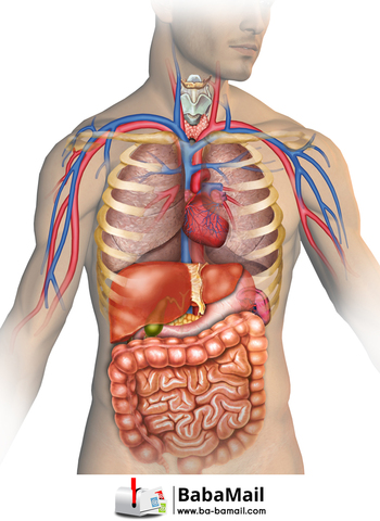 Adolphe Quetelet states that no two human bodies are alike