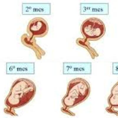 Timeline: De la fecundación al parto 2