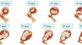 Timeline: De la fecundación al parto 2