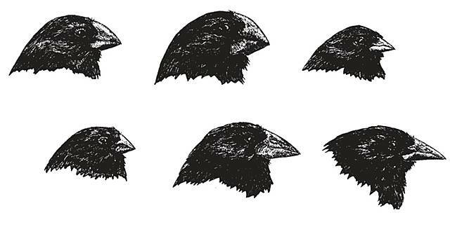 Empieza a escribir sobre la transmutación de las especies