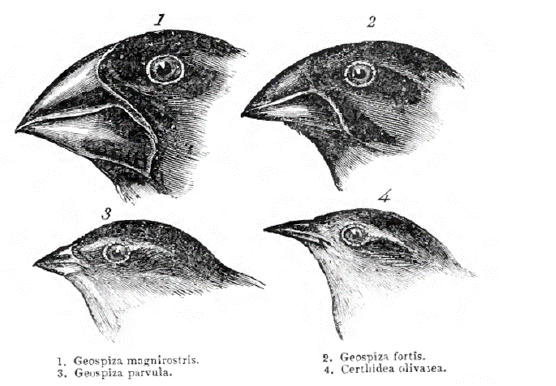 Viaje a las islas Galápagos