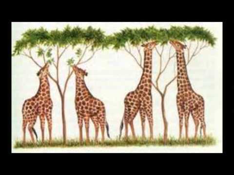 La selección natural