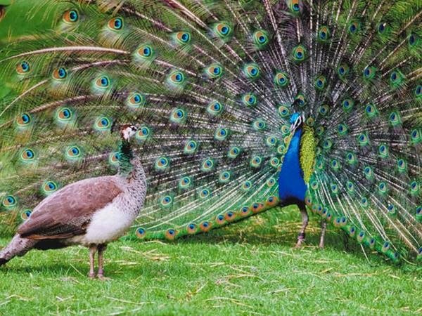 La descendencia humana y la selección sexual