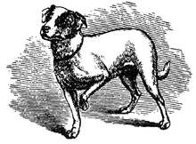 La expresión de las emociones en el hombre y en los animales.