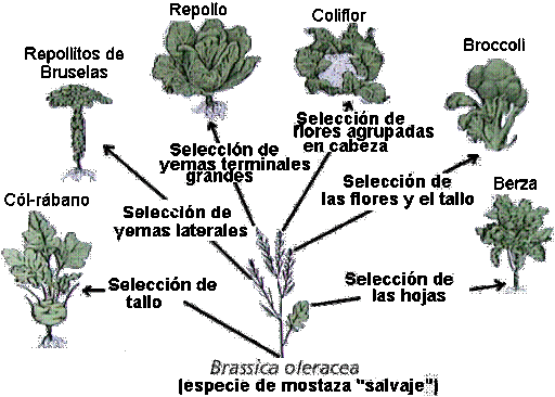 Charles Lyell le dice a Darwin que trabaje en el desarrollo de sus ideas de evolución