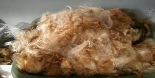 Evidence of the Yeti