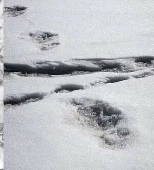 New footprint of the yeti?