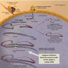 PRIMER INHIBIDOR DE INTEGRASA: RALTEGRAVIR