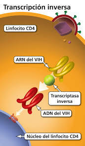 Eficacia de los ITRNs con ITRNN