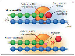 Estudios de Genotipo